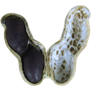 黑花生种籽落花生种带壳黑皮富硒新生的黑花生种子春夏季蔬菜种孑