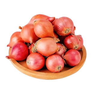 水果洋葱头种紫皮洋葱四季种植红根小香葱头种苗阳台盆栽蔬菜种子