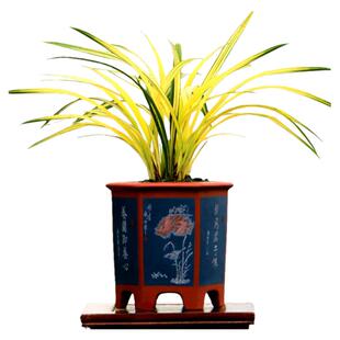 翁源兰花喜花里高端墨兰中透艺铭品兰阳之松绿翡翠带花浓香型绿植