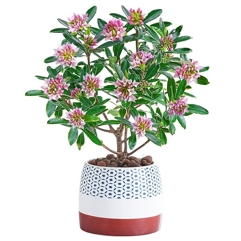 金边瑞香盆栽浓香型带花苞植物室内花卉老桩适合秋冬养耐寒年宵花