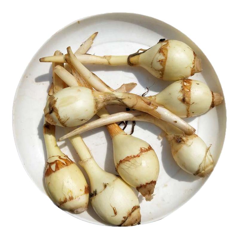 新鲜慈姑大茨菇产地直发