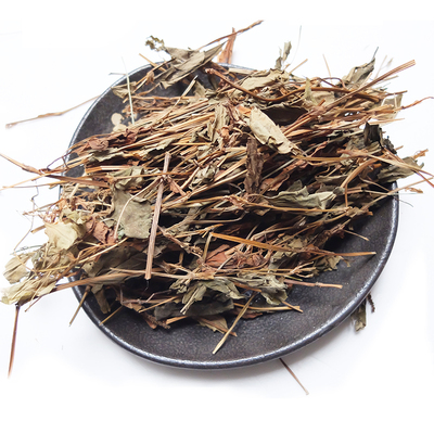 野生鱼腥草神农架鱼腥草