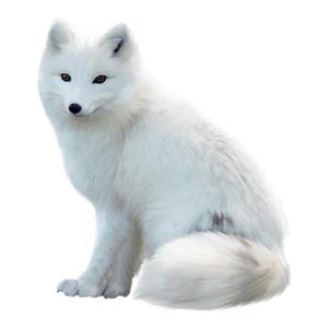 宠物狐狸活体家庭饲养雪狐白狐