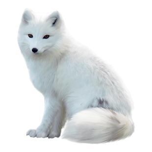 养殖宠物狐狸活体雪狐白狐幼崽冰岛狐家庭饲养小狐狸宠物标价定金