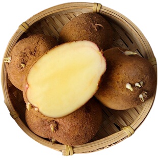 云南本地红皮黄心土豆种农家自留新鲜高产老品种催芽马铃薯种洋芋