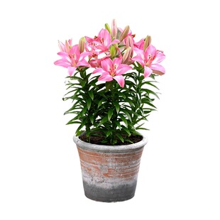 现货荷兰进口香水百合花种球 开花包对版可盆栽地栽