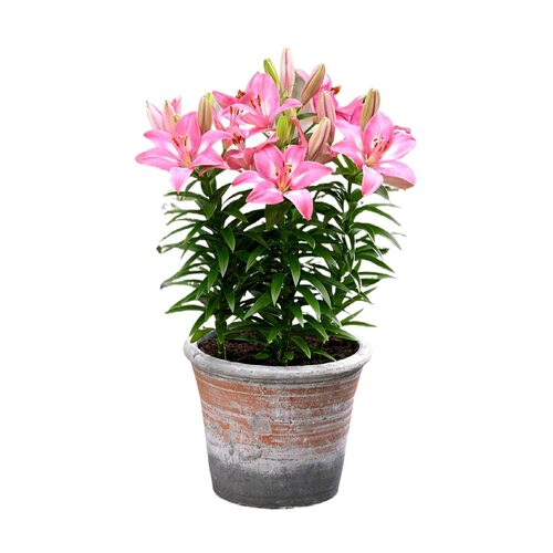 现货荷兰进口香水百合花种球 开花包对版可盆栽地栽