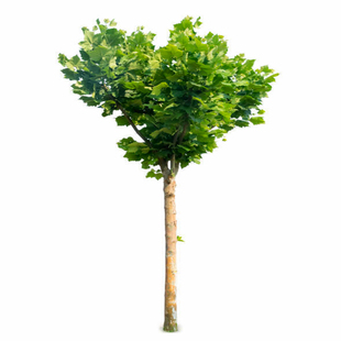 青桐树苗中国梧桐桐麻树庭院别墅绿化苗木观赏植物梧桐树四季常青