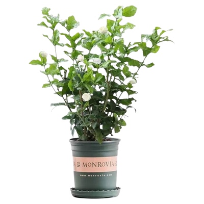 虎头茉莉花苗盆栽带香味浓香型