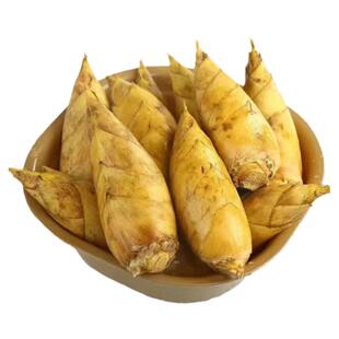 冬笋新鲜竹笋野生高山黄泥笋春笋现挖现发雷笋嫩笋尖毛笋当季蔬菜