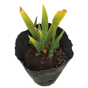 德国鸢尾盆栽  水生路易斯鸢尾  多年生球根花卉【鲁虹园艺】