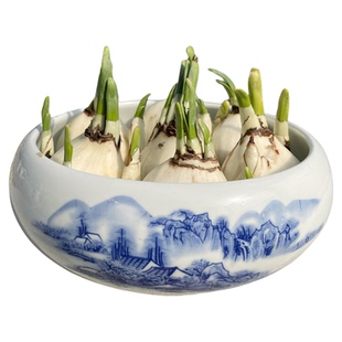 【矮化好春节开花】水仙花种球带芽水培冬季花卉春节开花带盆发货