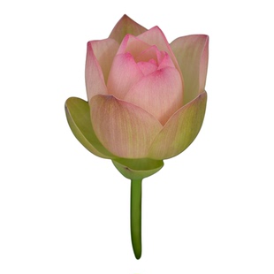 【鹿城秋】碗莲乌托邦-中小型 盆栽阳台楼顶水生花卉观赏荷花种藕