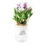 带花苞双色澳洲香水石斛兰花苗浓香型花卉绿植室内盆栽铁皮石斛苗