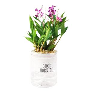 带花苞双色澳洲香水石斛兰花苗浓香型花卉绿植室内盆栽铁皮石斛苗