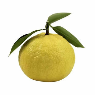 正宗洪江湖南怀化黄金贡柚雪峰山大果新鲜水果象山青手剥桔春香柚