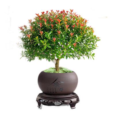 小叶赤楠老桩盆栽客厅桌面盆栽