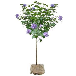 蓝莓冰沙木槿棒棒糖盆栽重瓣木槿花树苗四季阳台庭院观花卉绿植物