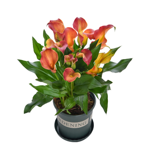 彩色马蹄莲懒人盆栽带花苞发货鲜花客厅办公室插花花期超长的花卉