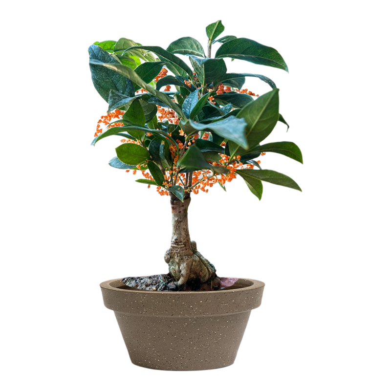 天香台阁四季桂花卉树苗