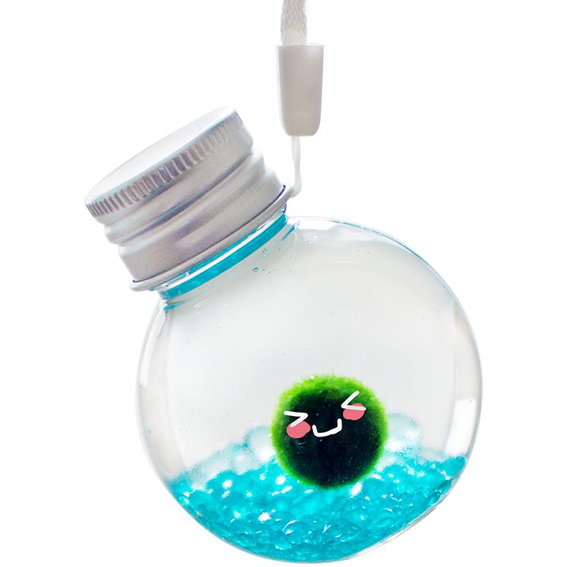 Marimo马里莫小萌球幸福球藻冬季耐寒水培绿植物海藻生态瓶礼品