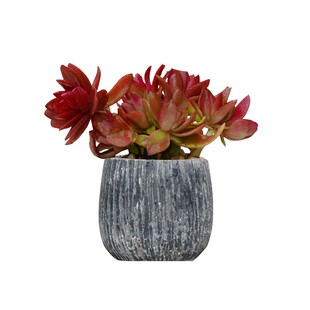 金叶子多肉植物波露玉坠光棍树净化空气室内桌面窗台趣味肉肉盆栽