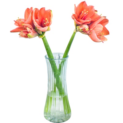 AB级鲜花金合欢寸寸朱顶红年宵花云南昆明基地直发顺丰包邮速递