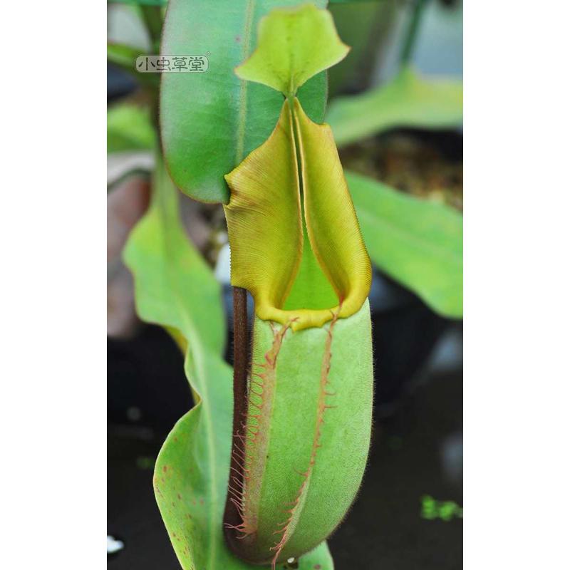 维奇猪笼草 小虫草堂食虫植物实生苗盆栽高地低地食虫草稀有奇趣