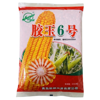 胶玉6号玉米种子高产杂交