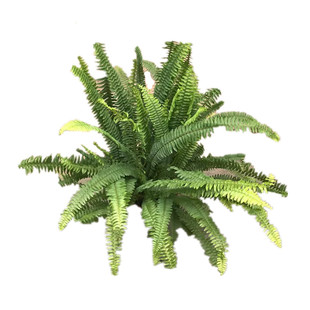 肾蕨盆栽客厅阳台观叶绿植庭院造景植物常绿好养多年生净化空气