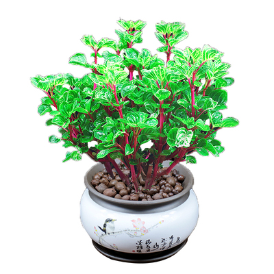 钱多多室内外阳台吸甲醛冲量促销