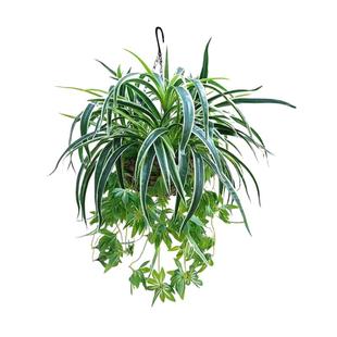 仿真绿植吊兰假花绿萝垂吊植物阳台客厅装饰仿真植物盆栽吊篮套装