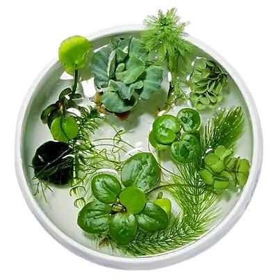 浮萍水草植物鱼缸造景水培真水草