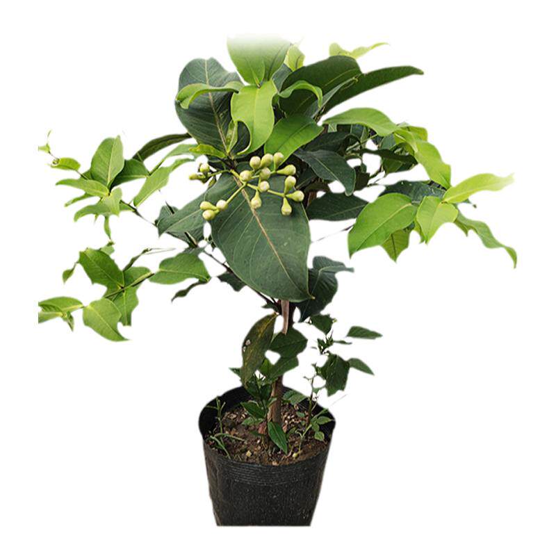 莲雾苗大叶红莲雾黑糖芭比黑金刚果树苗嫁接果苗庭院阳台四季可种