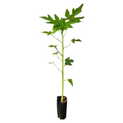 木瓜树水果红肉木瓜盆栽地栽庭院