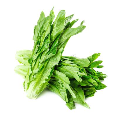 [四季可种]广东青油麦菜种子