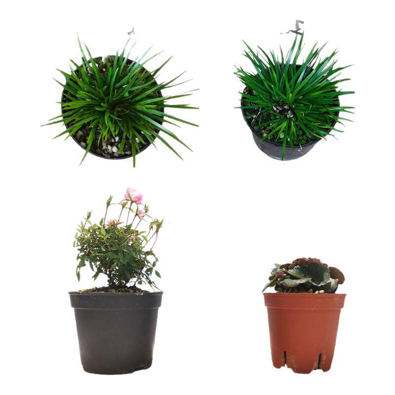 室内鱼缸小巧水培植物套餐姬乙女水培绿植
