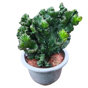 玉麒麟盆栽带根麒麟植物多肉大颗好养室内盆栽彩麒麟龙骨稀有品种