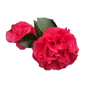 克瑞墨大牡丹茶花树苗香妃带香味巨型大红花四季长青好养名贵盆栽