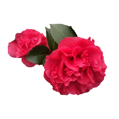 香水味花型似牡丹花名贵花期长