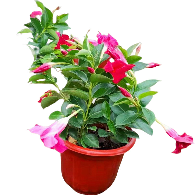飘香藤客厅花卉植物美观四季