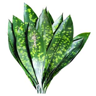 四川花粽叶新鲜粽子云南粽叶铜钱花大粽子叶箬叶铜钱花小米花包邮