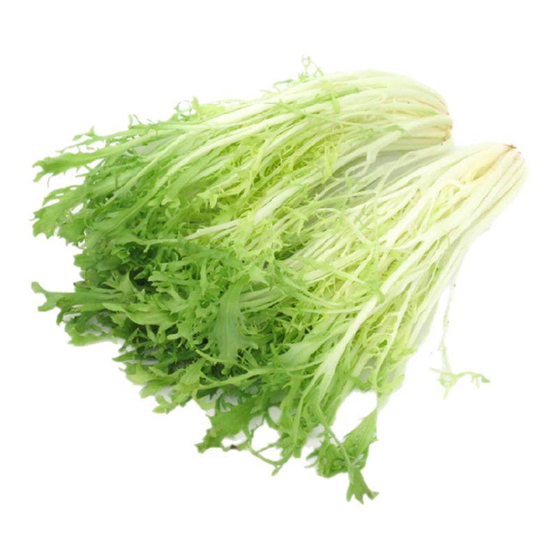 新鲜苦菊生菜黄心苦叶苦菊沙拉菜