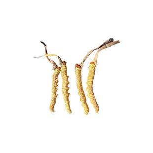 青海正品祁连头期非西藏那曲玉树冬虫夏草自己吃非断草产地礼盒装