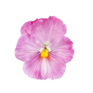 三色堇种子大花蝴蝶花角堇猫脸花籽长花期阳台室外盆栽耐寒春秋播