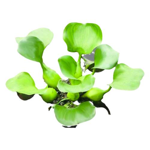 浮萍水草植物鱼缸一叶莲水葫芦和鱼共养水培植物水芙蓉圆心萍水上