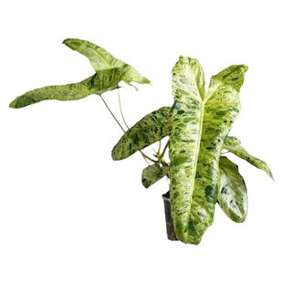 天南星科锦化热植花叶室内绿植绿天堂墨西哥蔓绿绒热植室内爬藤