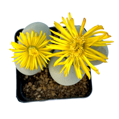 幻玉魔玉妖玉南蛮玉翠光玉等