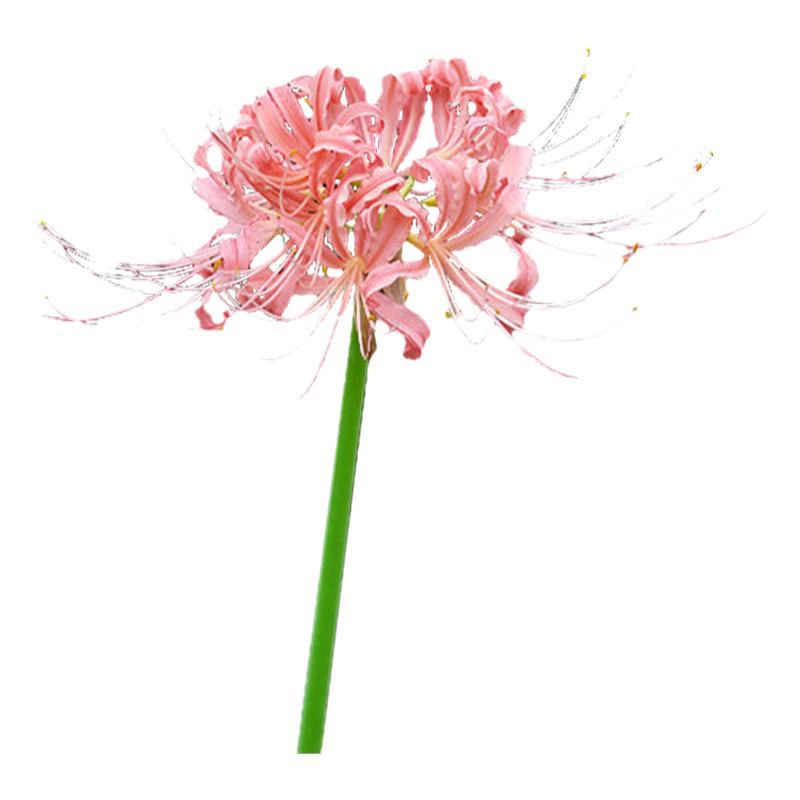 彼岸花盆栽石蒜秋季花花点时间爱