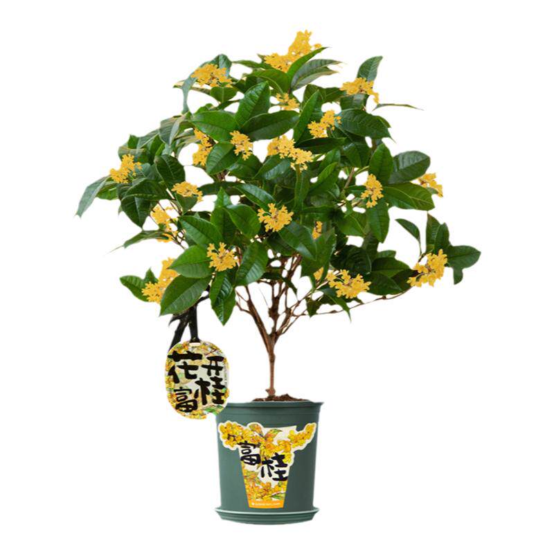 桂花盆栽四季桂满屋飘香好养活